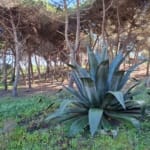 Venda de Terreno Rústico Praia Grande com 5.400m2