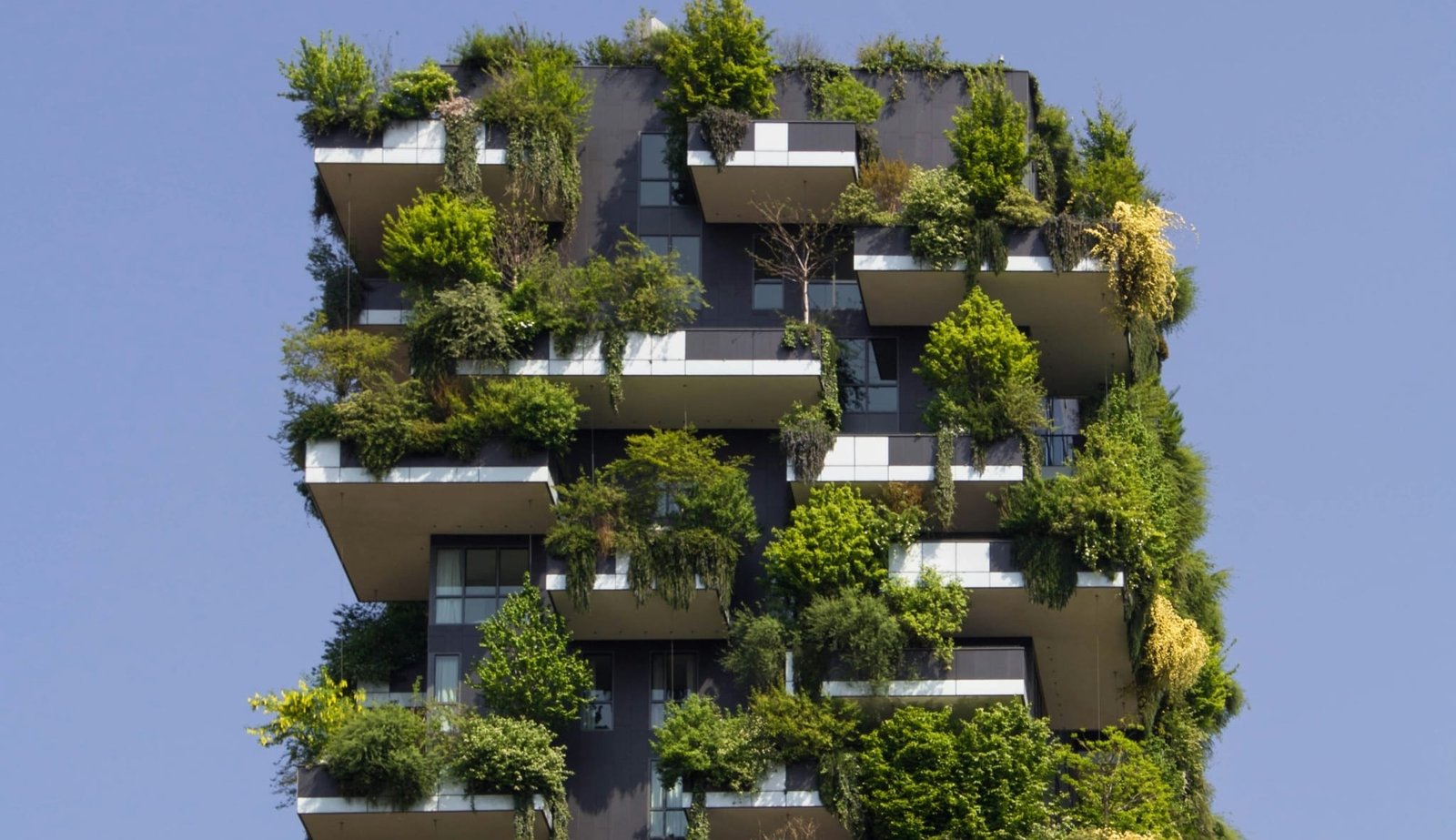 building covered in plants